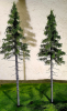 FREON SG1 Mountain Spruce  - Świerk Wysokogórski Większy 26/28 cm 3 sztuki